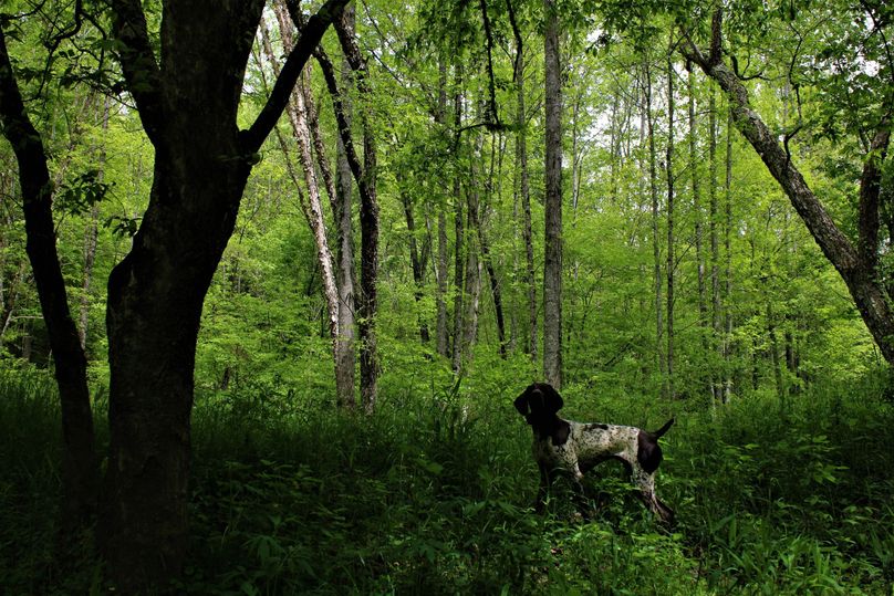 021 field assistant ely checking out the nice mix of young and mature timber