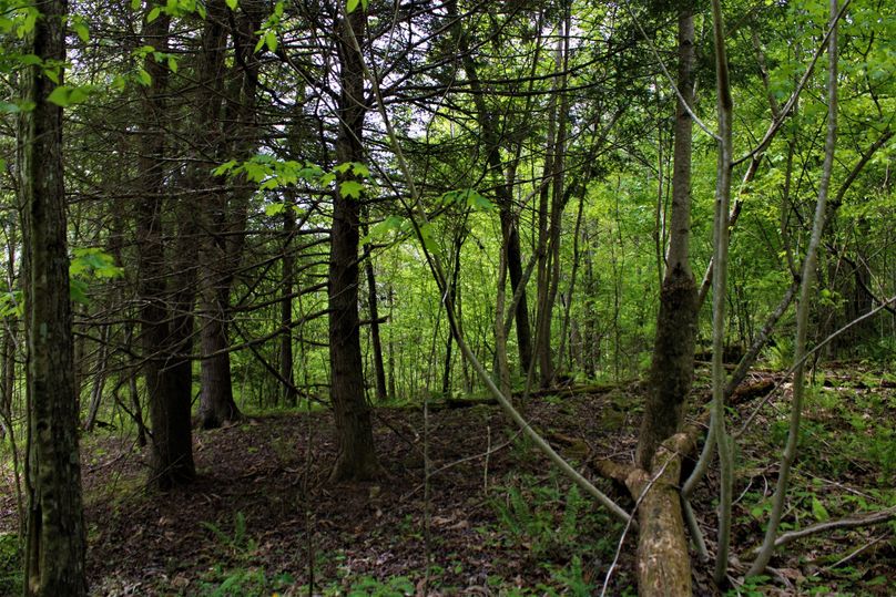 024 nice mix of young and mature timber