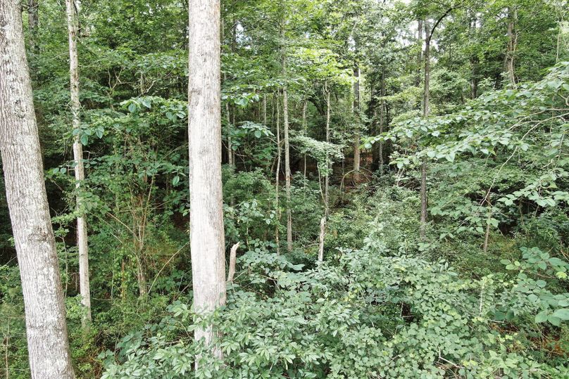 24 timber near creek