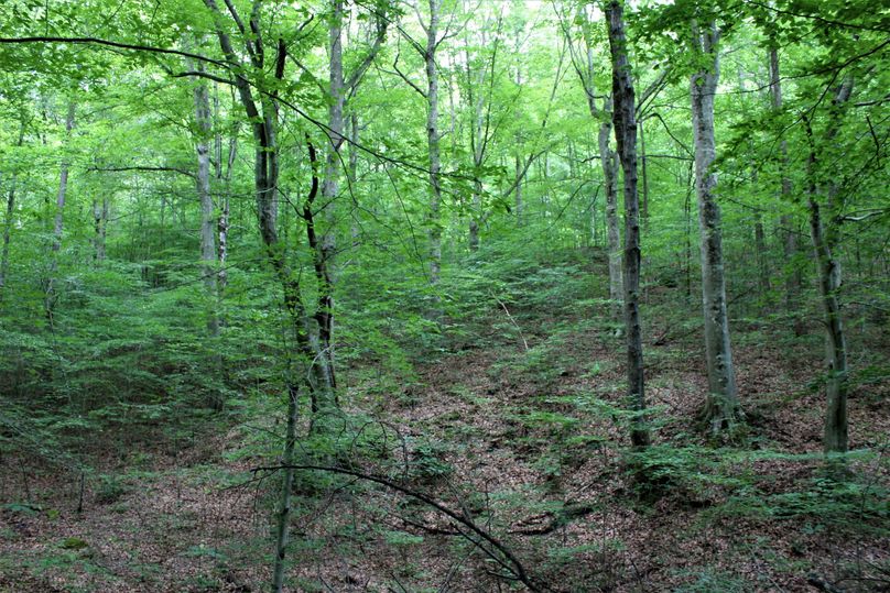 005 big mature american beech stand along the creek in the northern portion of the property