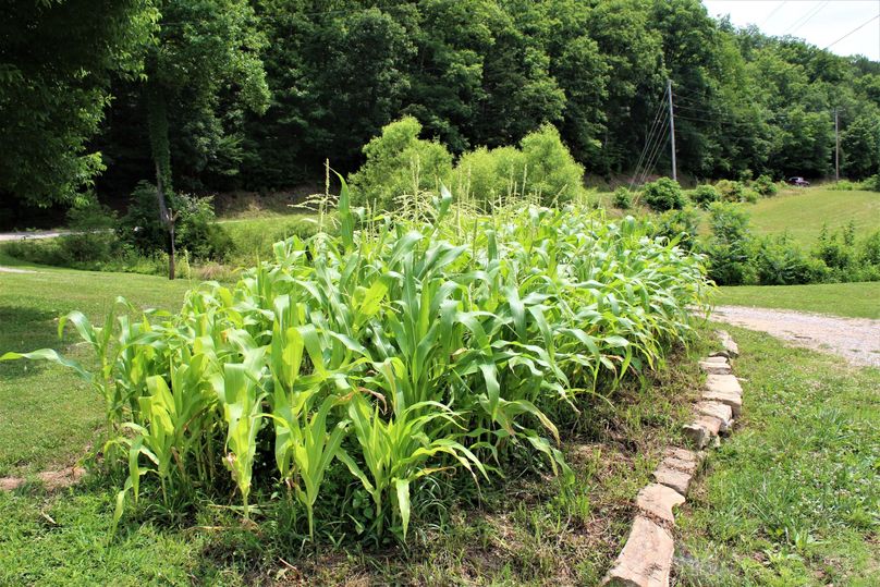 012 of few rows of sweet corn coming in nicely in the backyard