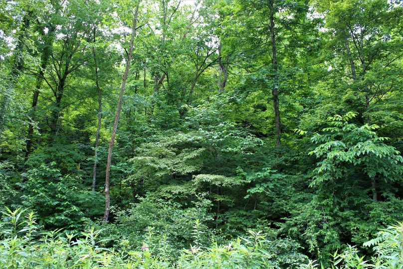 020 forest shot from the creek level in the south portion of the property