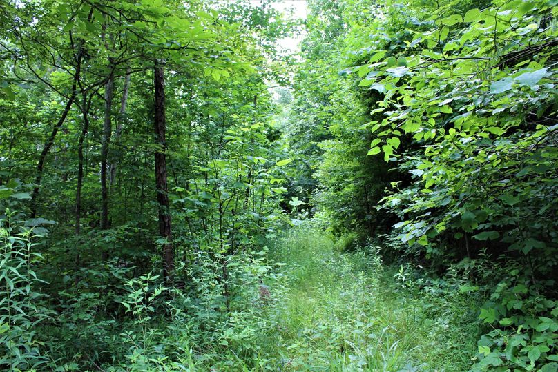 024 one of the trail network roads in the north portion of the property