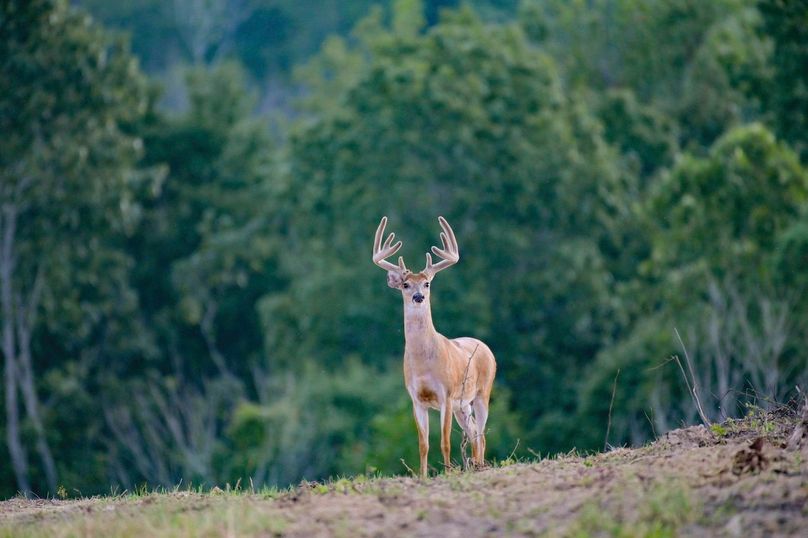 Dryden creek reserve16 copy