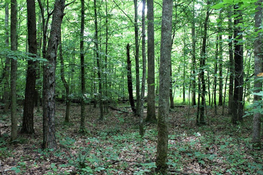 004 some of the forested area long branch in the valley