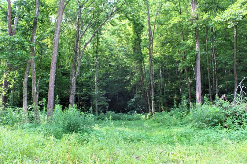 025 more of the forest opening in the bottom of the valley, screams plant a food plot here