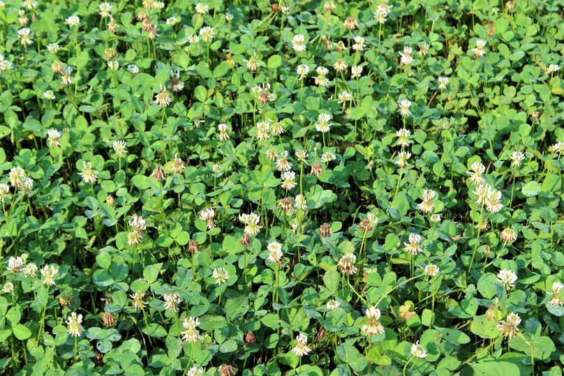 026 look at the stand of clover!!  these fields are fertile!