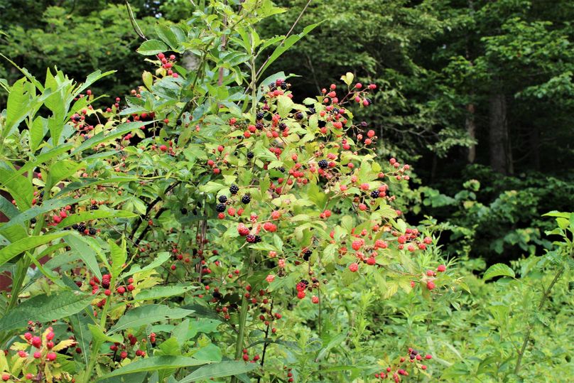 035 look at those wild black berries coming on.  i m thinking cobbler!