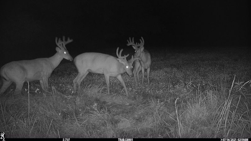 2.trailphoto.pike2350.1