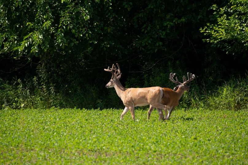 Auction bucks