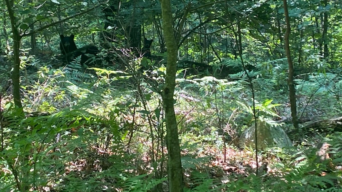 Prime Pocono Hunting Property Bordering State Land Whitetail Properties