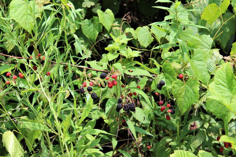 006 cobbler anyone   lush blackberries were everywhere throughout
