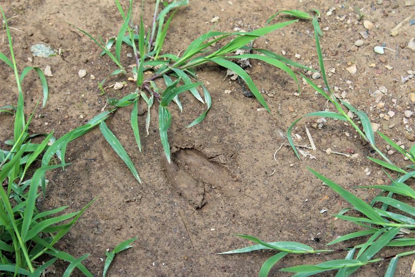 009 a multitude of animal tracks throughout the property