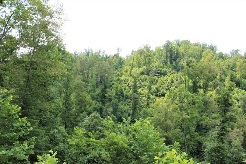 012 a north facing slope showing the mix of young and mid-stage timber