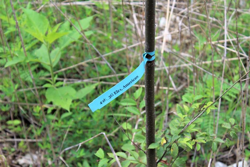 021 some of the replantings from the recent restoration project