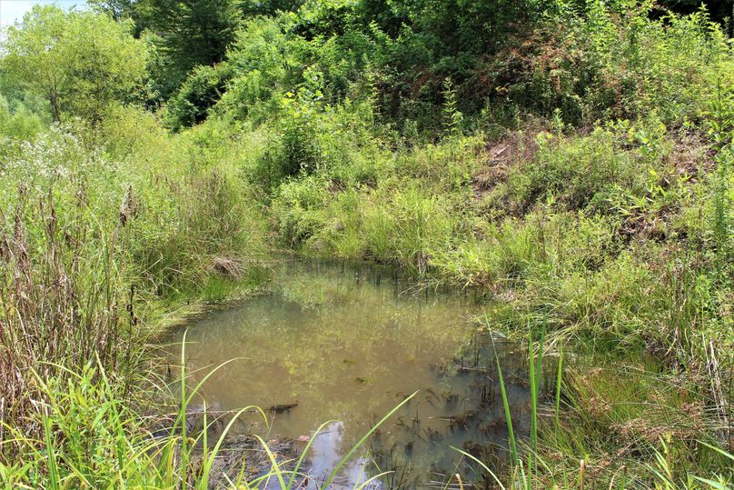 022 a wildlife watering hole constructed adjacent to the main stream