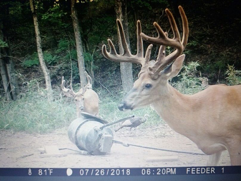 Trail cam4