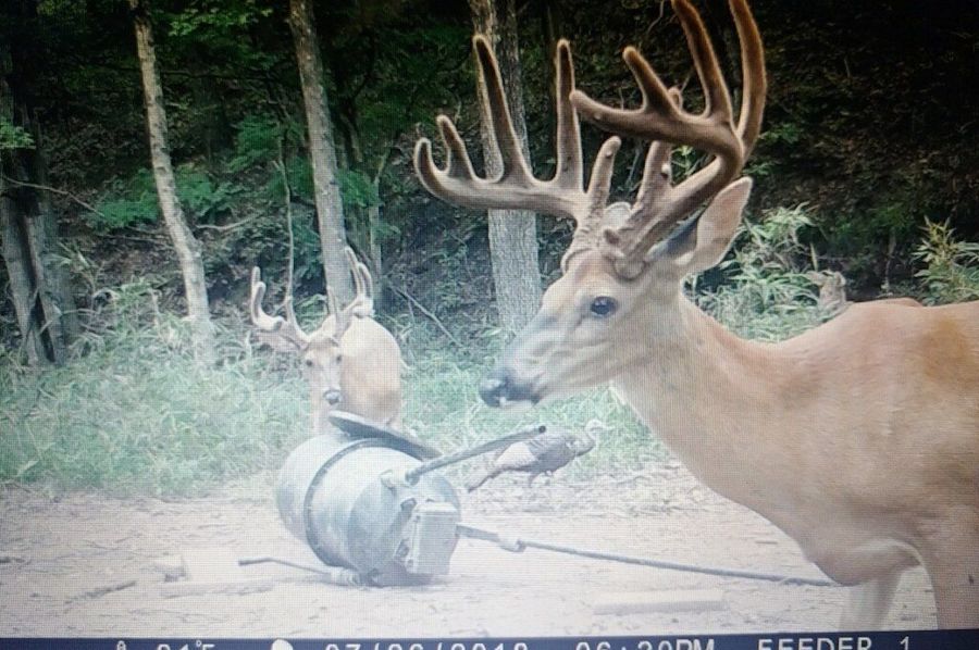 Trail cam4