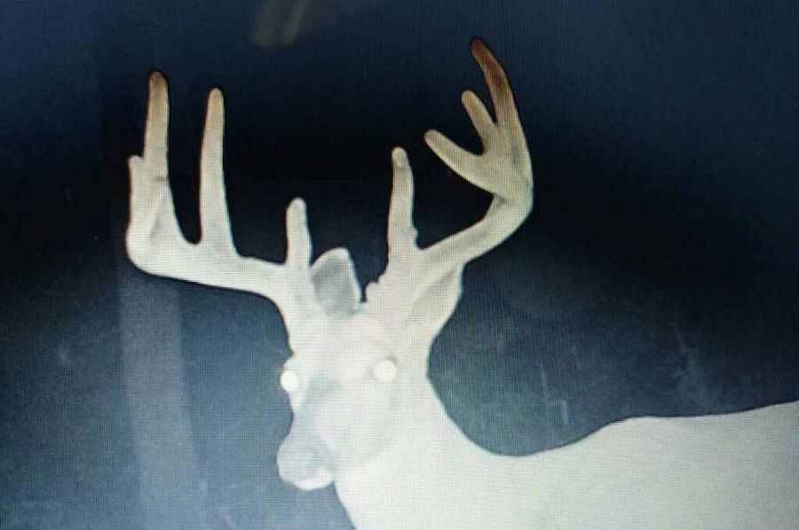 Trail cam5