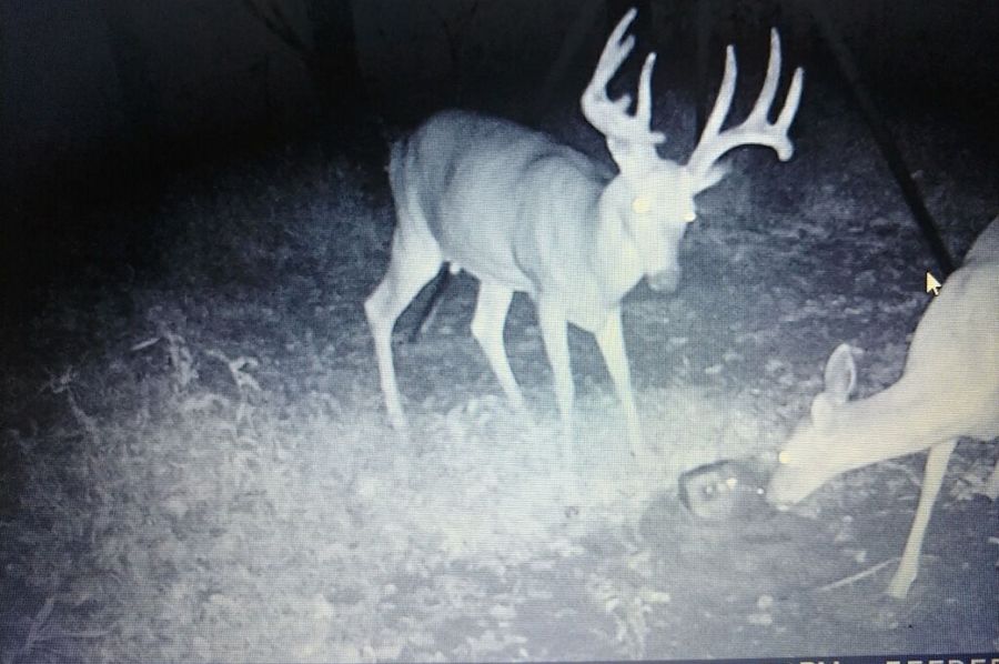 Trail cam1
