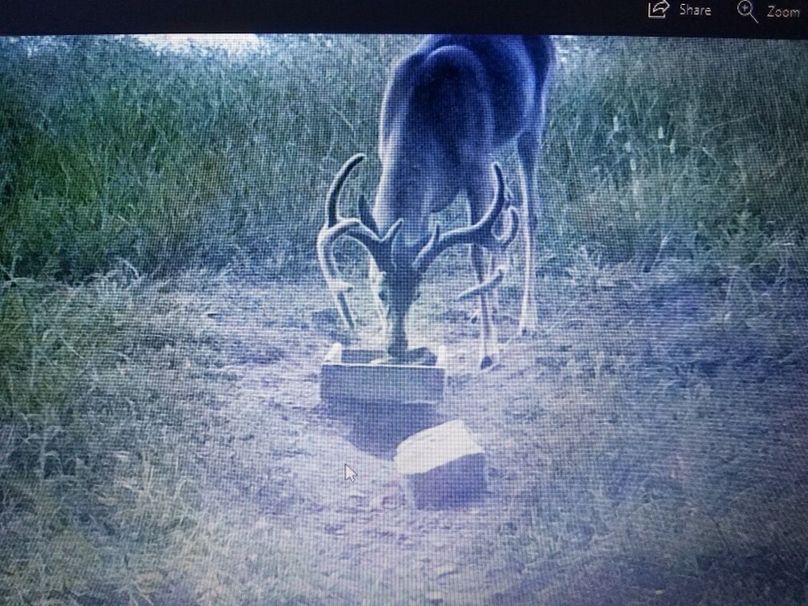 Trail cam2