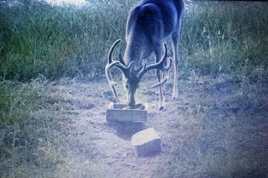 Trail cam2