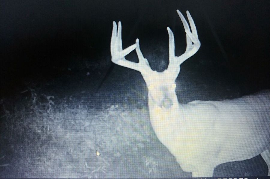Trail cam3