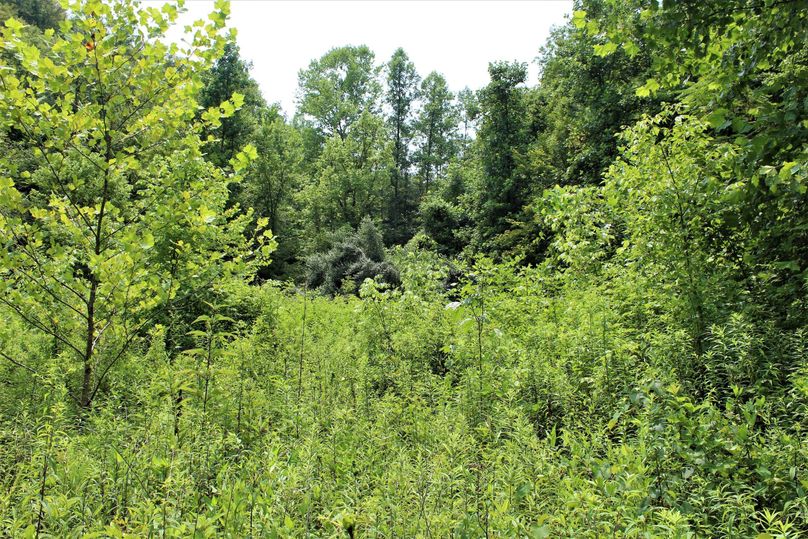 004 the lush regrowth field along the creek below the pond