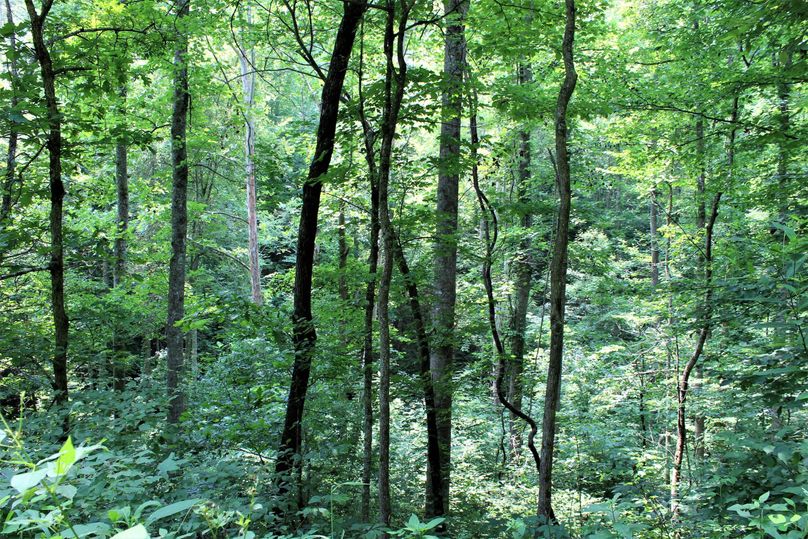 005 big mature timber along creek in the southeast corner