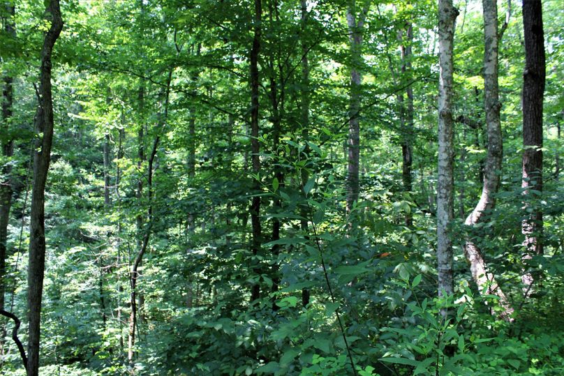 008 mature timber near the stream in the eastern part of the property