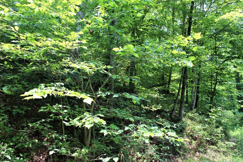 009 young new lush forest growth coming in near the county road