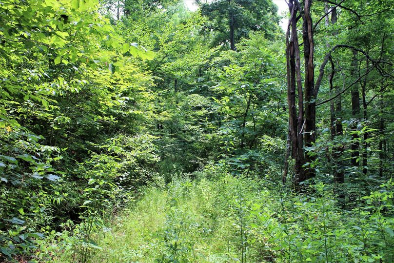 010 new growth filling an old logging road from years past
