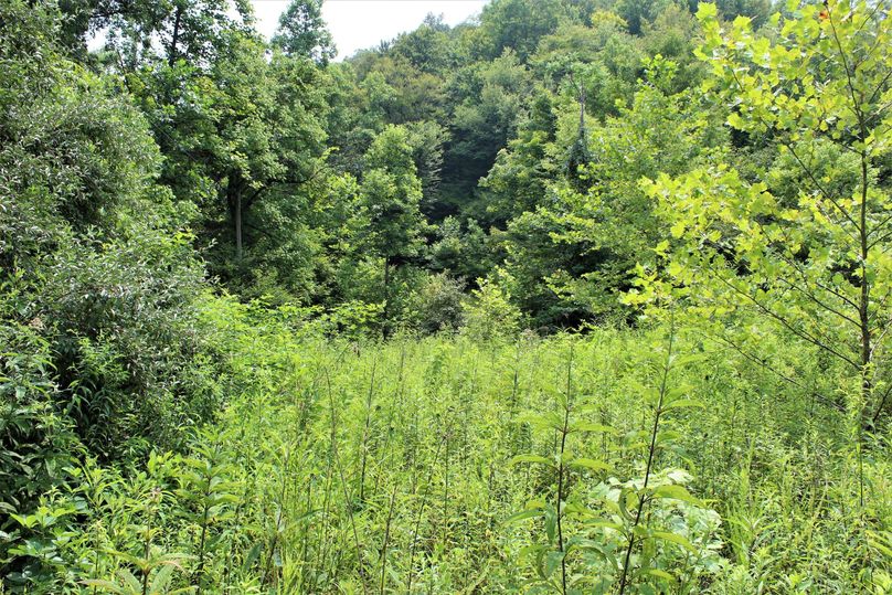 014 ground level view of the old field where the old home use to sit