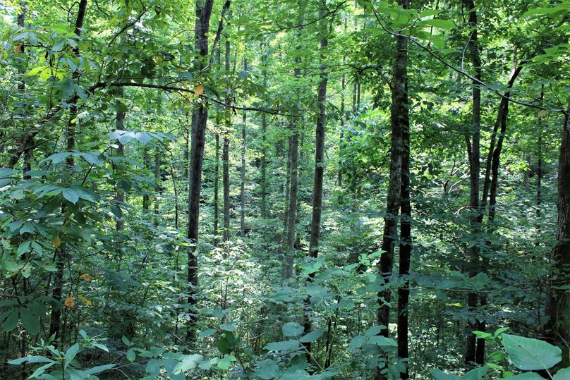 016 forested area in the eastern section of the property