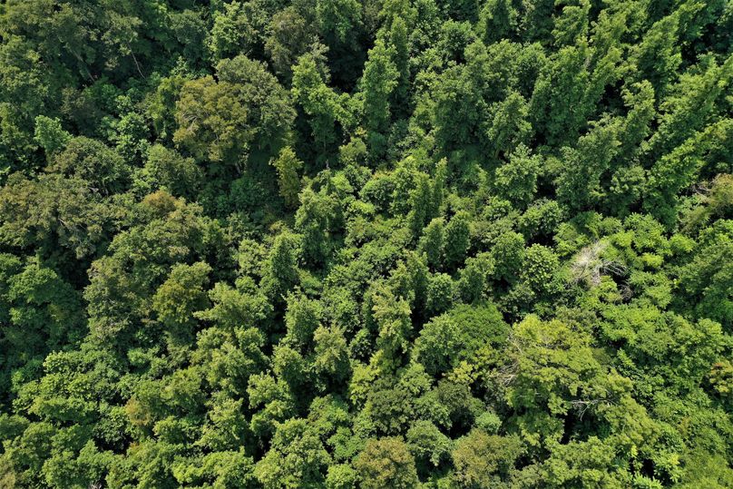 018 close up aerial drone shot looking straight down into the new growth canopy in the west section of the property