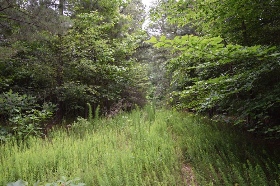 Dsc 0806