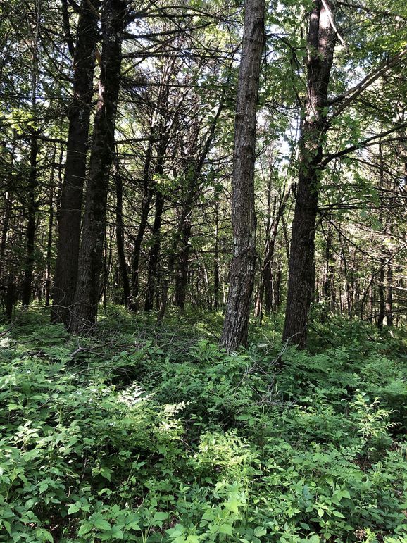 Eauclaire163.74kunz-001