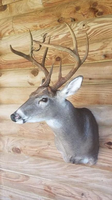 31 deer mount 2