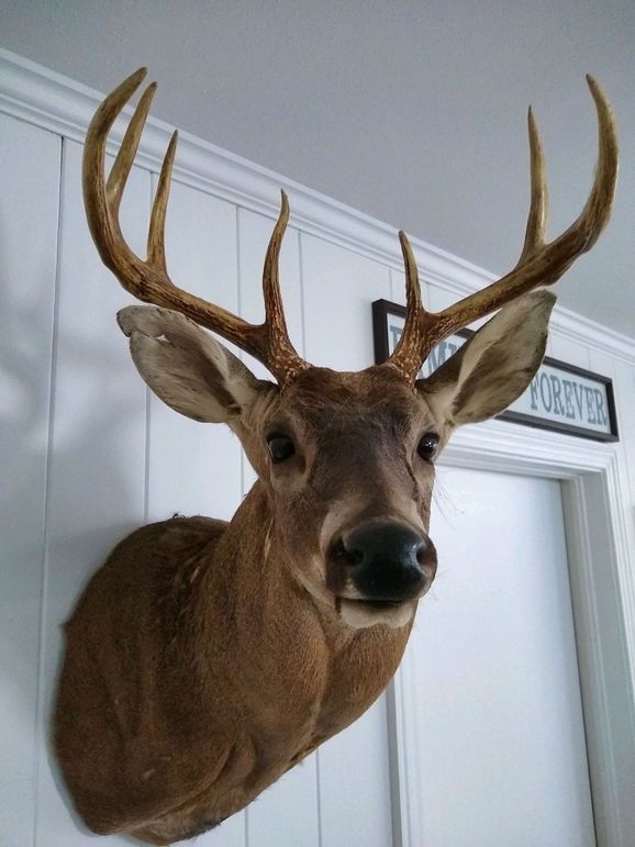 32 deer mount 3