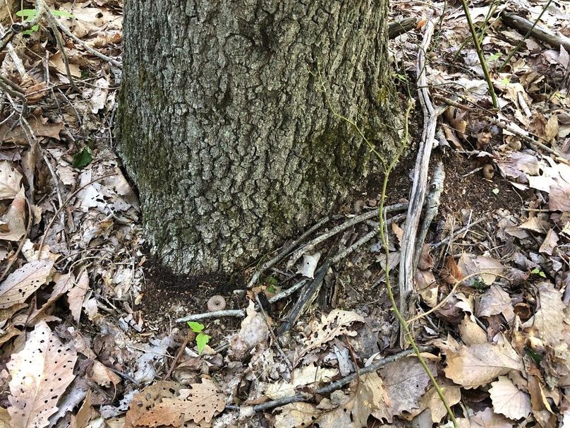 Fd30aab2-19ef-4e70-93c7-7b6ae8ca5520 1 105 c