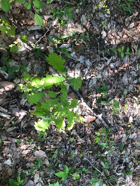 163c9112-b6a7-4284-8ff5-75fc5dbab793 1 105 c