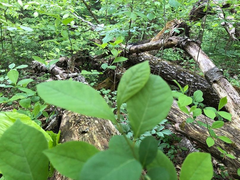 25a6e716-2afb-4277-b3ee-07f672532819 1 105 c