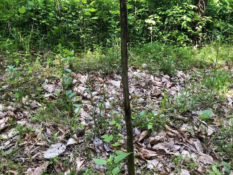 2954bbc3-1ff0-4b42-9a92-628cf43b674f 1 105 c