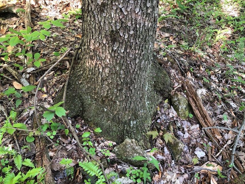 2b8b0ece-0d23-4abe-9a65-cb03405e145f 1 105 c