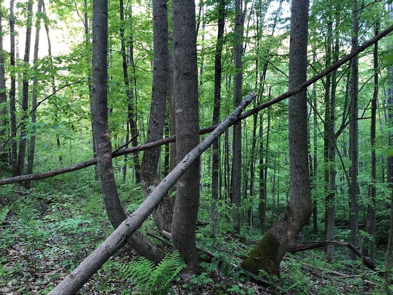 323e0623-9e6e-4c71-82ab-9fe3432c9fe2 1 105 c