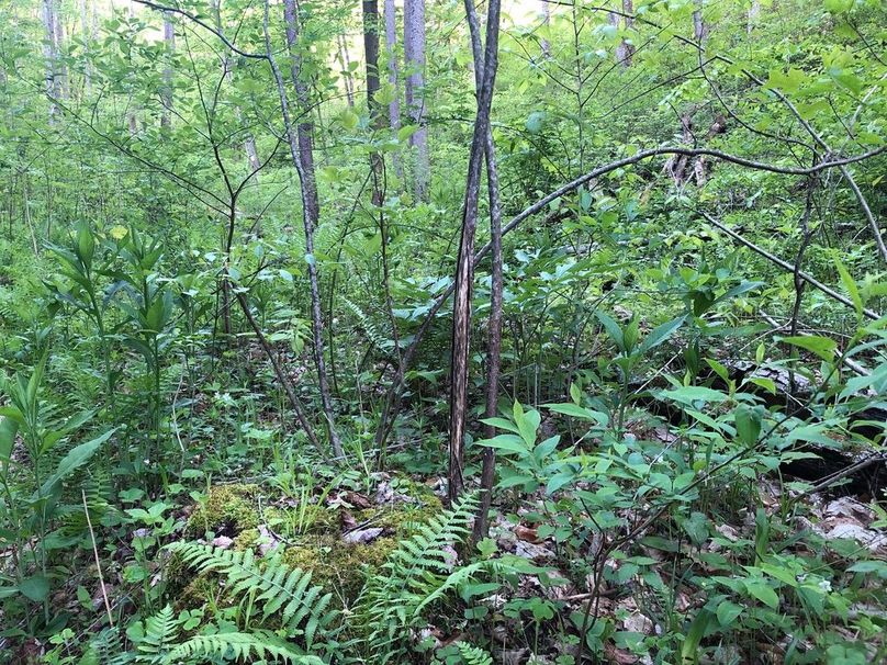 40c36b8b-5dea-4ce0-9c40-a402ced165a2 1 105 c