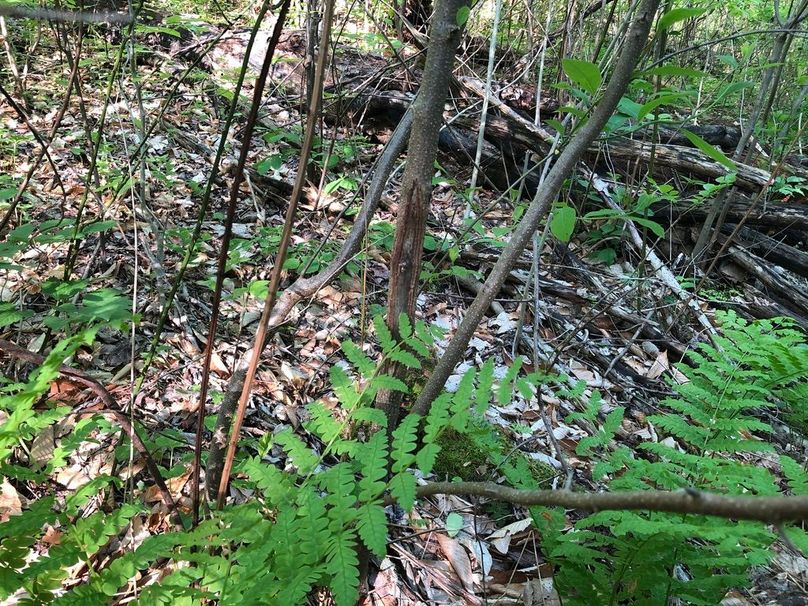 6526b622-d76a-45ff-bf76-d61d4e8d9375 1 105 c