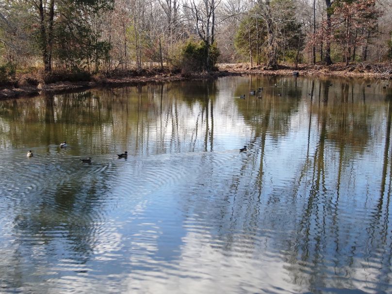 Ducks on the Pond