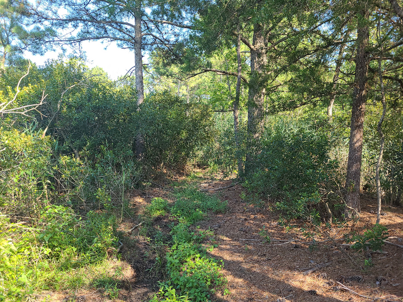 11.055ac dorchester levee