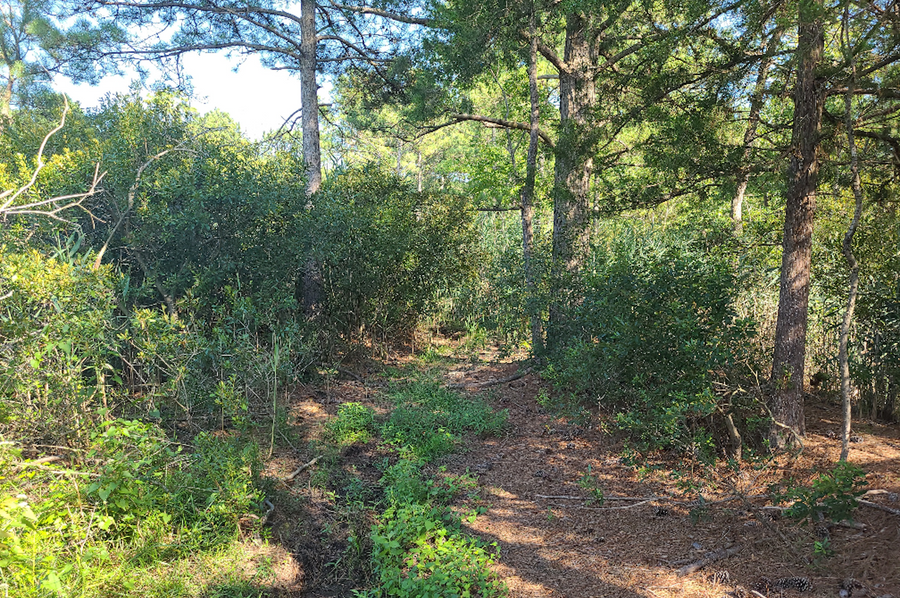 11.055ac dorchester levee